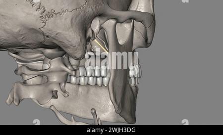 The sphenomandibular ligament (internal lateral ligament) is one of the ...