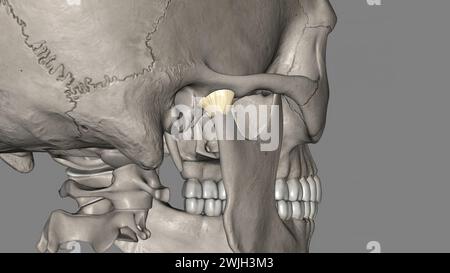 Joint capsule of the temporomandibular joint 3d illustration Stock Photo