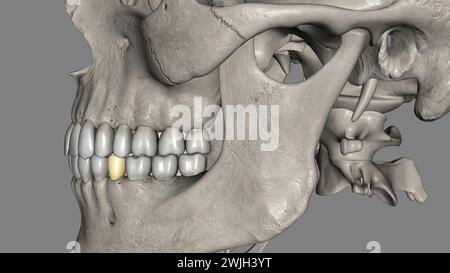 The mandibular first premolar is the tooth located laterally from both ...