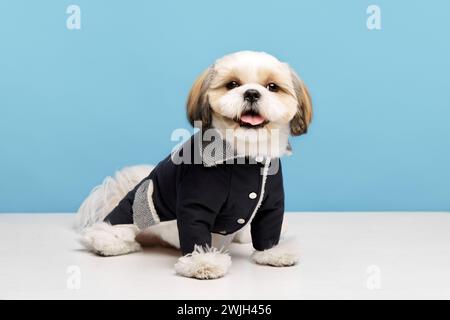 Adorable little purebred shih tzu dog wearing stylish, comfortable jacket, dog's clothes isolated on blue studio background Stock Photo