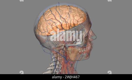 The cerebral hemispheres are separated by a deep groove, the longitudinal cerebral fissure . Stock Photo