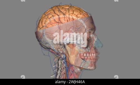 The cerebral hemispheres are separated by a deep groove, the longitudinal cerebral fissure . Stock Photo