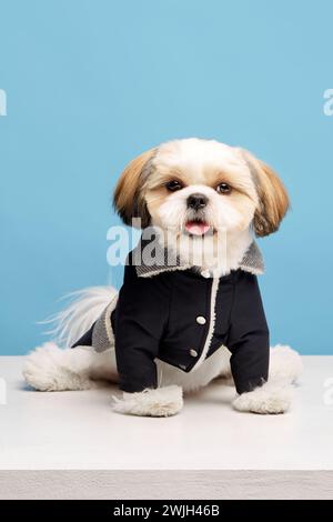 Adorable little purebred shih tzu dog wearing stylish, comfortable jacket, dog's clothes isolated on blue studio background Stock Photo