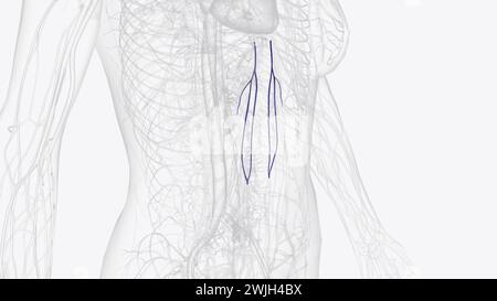 The superficial epigastric vein drains into the great saphenous vein at ...