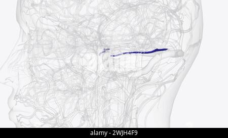 The superior petrosal sinus is one of the dural venous sinuses located ...