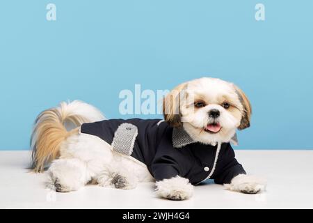 Adorable little purebred shih tzu dog wearing stylish, comfortable jacket, dog's clothes isolated on blue studio background Stock Photo