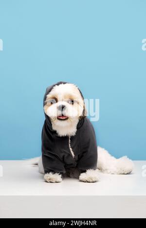 Adorable little purebred shih tzu dog wearing stylish, comfortable jacket, dog's clothes isolated on blue studio background Stock Photo