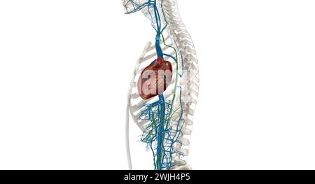 Interstitial fluid is collected by lymph capillaries from the interstitial space. Lymph then moves through lymphatic vessels to lymph nodes. 3D render Stock Photo