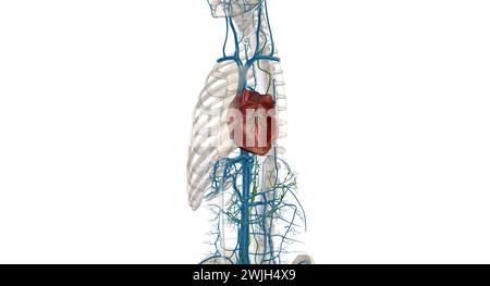 Interstitial fluid is collected by lymph capillaries from the interstitial space. Lymph then moves through lymphatic vessels to lymph nodes. 3D render Stock Photo