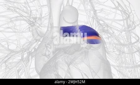 The pulmonary trunk is a short artery transporting deoxygenated blood from the heart towards the lungs  3d illustration Stock Photo