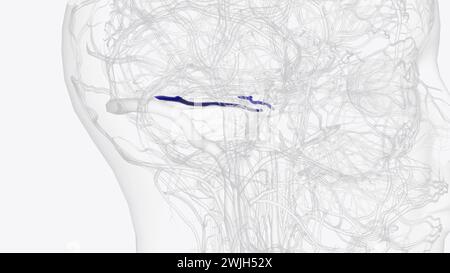 The superior petrosal sinus is one of the dural venous sinuses located ...