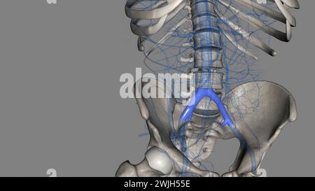 The common iliac vein is formed by the unification of the internal and external iliac veins 3d illustration Stock Photo
