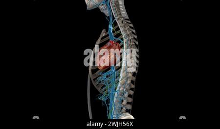 Interstitial fluid is collected by lymph capillaries from the interstitial space. Lymph then moves through lymphatic vessels to lymph nodes. 3D render Stock Photo