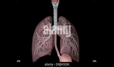 The major passages and structures of the upper respiratory tract include the nose or nostrils, nasal cavity, mouth, throat. 3D rendering Stock Photo