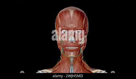 Head and neck anatomy Ear, Comprised of outer, middle and inner ears. Main arteries: external carotid, maxillary, and basilar arteries. 3d rendering Stock Photo