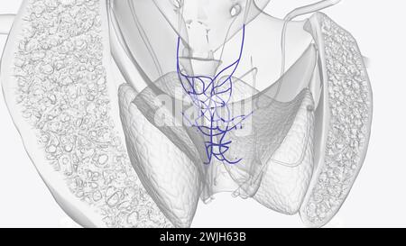 The rectal venous plexus (or hemorrhoidal plexus) is the venous plexus surrounding the rectum  3d illustration Stock Photo