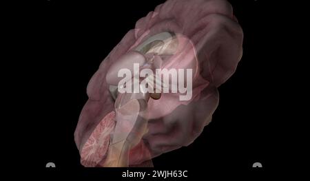 The pituitary gland is a small pea-sized gland that plays a major role in regulating vital body functions and general wellbeing. 3D rendering Stock Photo