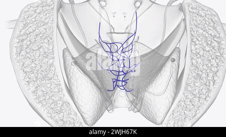 The rectal venous plexus (or hemorrhoidal plexus) is the venous plexus surrounding the rectum  3d illustration Stock Photo