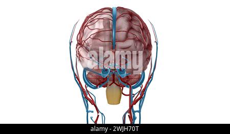 There are two paired eries which are responsible for the blood supply to the brain the vertebral eries, and the internal carotid eries. 3D rendering Stock Photo