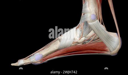 The ankle encompasses the ankle joint, an articulation between the tibia and fibula of the leg and the talus of the foot. 3D rendering Stock Photo