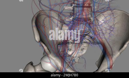 The common iliac vein is formed by the unification of the internal and external iliac veins 3d illustration Stock Photo