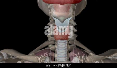 The thyroid gland is an endocrine structure located in the neck. It plays a key role in regulating the metabolic rate of the body. 3D rendering Stock Photo