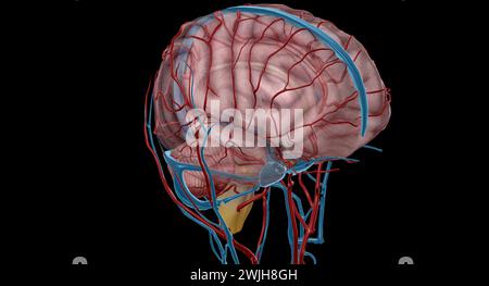 There are two paired eries which are responsible for the blood supply to the brain the vertebral eries, and the internal carotid eries. 3D rendering Stock Photo