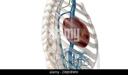 Interstitial fluid is collected by lymph capillaries from the interstitial space. Lymph then moves through lymphatic vessels to lymph nodes. 3D render Stock Photo