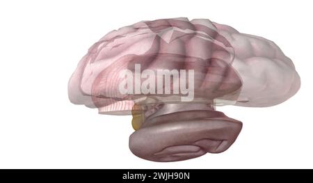 The pineal gland produces melatonin, a serotonin derived hormone which modulates sleep patterns in both circadian and seasonal cycles. 3D rendering Stock Photo