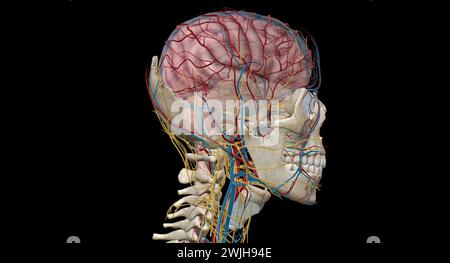 The brain receives blood from two sources, the internal carotid arteries, which arise at the point in the neck where the common carotid arteries bifur Stock Photo