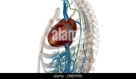 Interstitial fluid is collected by lymph capillaries from the interstitial space. Lymph then moves through lymphatic vessels to lymph nodes. 3D render Stock Photo