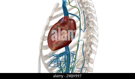 Interstitial fluid is collected by lymph capillaries from the interstitial space. Lymph then moves through lymphatic vessels to lymph nodes. 3D render Stock Photo