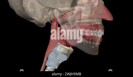 The pharynx is a membrane lined cavity present behind the nose and the mouth, connecting them to the larynx and esophagus respectively. 3D rendering Stock Photo