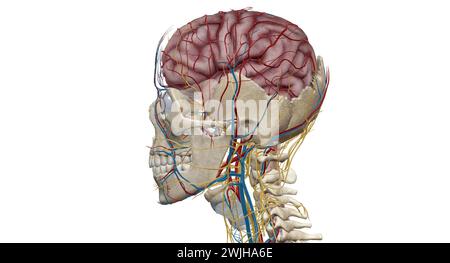 The brain receives blood from two sources, the internal carotid arteries, which arise at the point in the neck where the common carotid arteries bifur Stock Photo