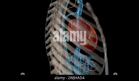 Interstitial fluid is collected by lymph capillaries from the interstitial space. Lymph then moves through lymphatic vessels to lymph nodes. 3D render Stock Photo