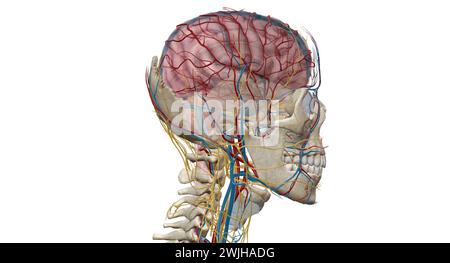 The brain receives blood from two sources, the internal carotid arteries, which arise at the point in the neck where the common carotid arteries bifur Stock Photo