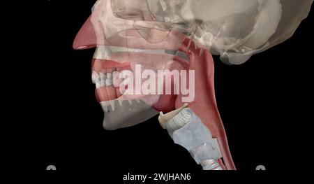 The pharynx is a membrane lined cavity present behind the nose and the ...