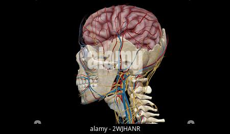 The brain receives blood from two sources, the internal carotid arteries, which arise at the point in the neck where the common carotid arteries bifur Stock Photo