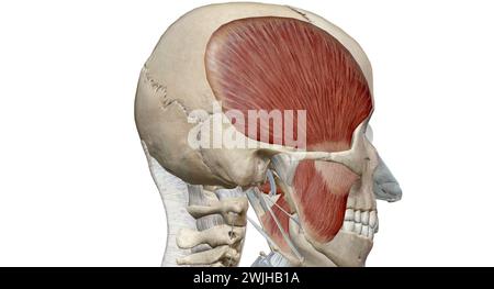 The muscles of mastication are a group of muscles that consist of the ...