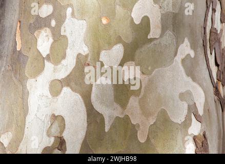 Bark peeling off in irregular scaly plates of platanus x hispanica. Selective focus Stock Photo