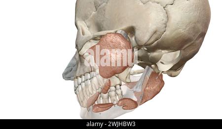 Salivary glands make saliva, which aids in digestion, keeps your mouth moist and supports healthy teeth. 3D rendering Stock Photo