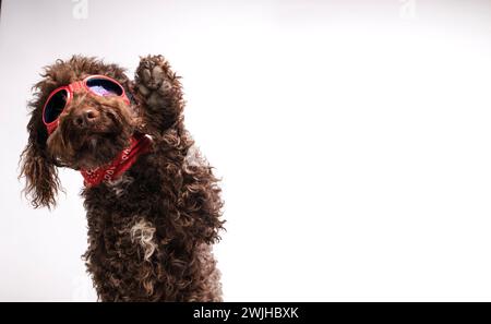 Portrait of a water dog with raised paw and sunglasses with space for text.Banner, Pet Insurance Concept Stock Photo