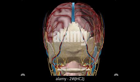 The brain receives blood from two sources, the internal carotid arteries, which arise at the point in the neck where the common carotid arteries bifur Stock Photo
