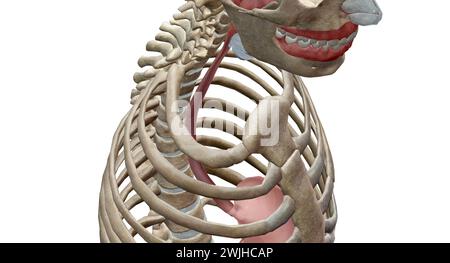 The digestive tract is called the way in which food enters our body and exits through the anus after digestion 3D rendering Stock Photo