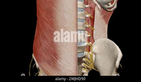 The lower back comprises the lumbar spine, which is formed by vertebral bones, intervertebral discs, nerves, muscles, ligaments, and blood vessels.3d Stock Photo