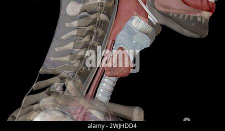 The thyroid gland is an endocrine structure located in the neck. It plays a key role in regulating the metabolic rate of the body. 3D rendering Stock Photo