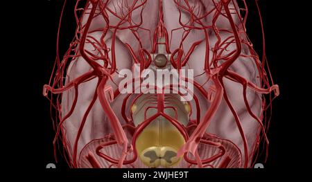 It helps blood flow from both the anterior and posterior parts of the brain. It is a component of the cerebral circulation and consists of five arteri Stock Photo