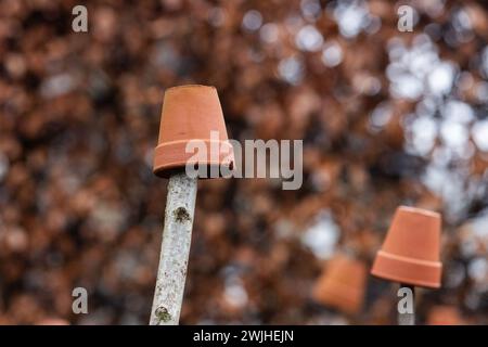 Clay plant pots covering plant stakes to protect eye injury from the top of the stake. Also known as cane toppers. Stock Photo