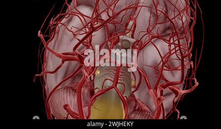 It helps blood flow from both the anterior and posterior parts of the brain. It is a component of the cerebral circulation and consists of five arteri Stock Photo