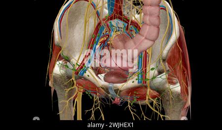 Human pelvic muscles, illustration Stock Photo - Alamy